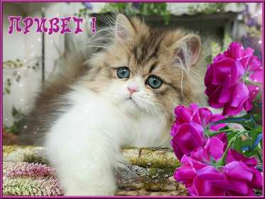 Открытки привет! Открытка красивая яркая с надписью привет, приветик, приветствие Открытка открытки картинка картинки привет, приветик, приветствие, открытка картинка с надписью привет, яркое приветствие тёплый привет, приветик скачать бесплатно .