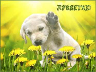 Открытки привет! Открытка красивая яркая с надписью привет, приветик, приветствие Открытка открытки картинка картинки привет, приветик, приветствие, открытка картинка с надписью привет, яркое приветствие тёплый привет, приветик скачать бесплатно .