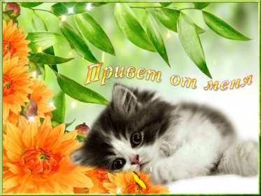 Открытки привет! Открытка красивая яркая с надписью привет, приветик, приветствие Открытка открытки картинка картинки привет, приветик, приветствие, открытка картинка с надписью привет, яркое приветствие тёплый привет, приветик скачать бесплатно .