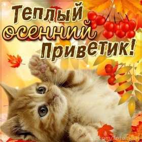 Открытка! Открытка осенний привет, осенний приветик, осеннее приветствие