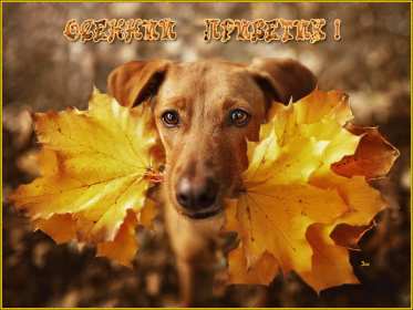 Открытки осенний привет Открытка осенний привет, осенний приветик, осеннее приветствие Открытка картинка открытки картинки осенний привет, привет осенний, приветствие осеннее, яркие осенние открытки осенний привет, осень, осенний приветик скачать бесплатно