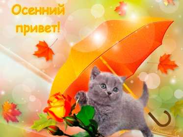 Открытки осенний привет Открытка осенний привет, яркий осенний привет, приветик, приветствие осеннее Открытка открытки картинка картинки приветствие осеннее, осень привет, приветик осенний, яркая осень осенний привет, открытка картинка с осенним приветом скачать бесплатно