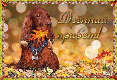 Открытки осенний привет Открытка осенний привет, яркий осенний привет, приветик, приветствие осеннее Открытка открытки картинка картинки приветствие осеннее, осень привет, приветик осенний, яркая осень осенний привет, открытка картинка с осенним приветом скачать бесплатно