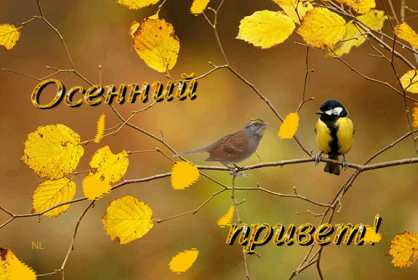 Открытки осенний привет Открытка осенний привет, яркий осенний привет, приветик, приветствие осеннее Открытка открытки картинка картинки приветствие осеннее, осень привет, приветик осенний, яркая осень осенний привет, открытка картинка с осенним приветом скачать бесплатно