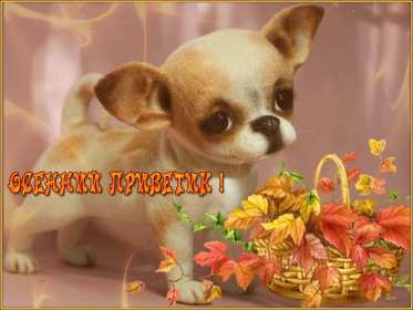 Открытки осенний привет Открытка осенний привет, яркий осенний привет, приветик, приветствие осеннее Открытка открытки картинка картинки приветствие осеннее, осень привет, приветик осенний, яркая осень осенний привет, открытка картинка с осенним приветом скачать бесплатно