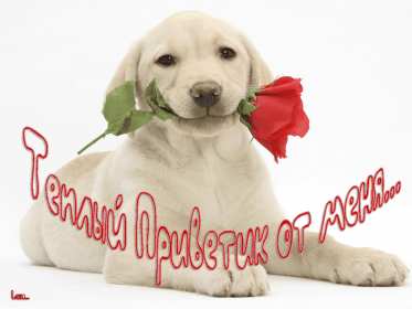 Открытки привет! Открытка приветствие, привет, приветик, красивое приветствие. Открытка картинка открытки картинки привет, приветик, тебе приветик, открытка картинка приветствие, яркое приветствие, картинка открытка с надписью привет скачать бесплатно