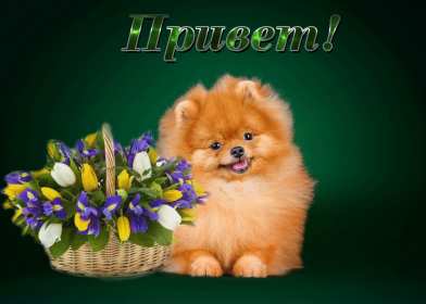 Открытки привет! Открытка приветствие, привет, приветик, красивое приветствие. Открытка картинка открытки картинки привет, приветик, тебе приветик, открытка картинка приветствие, яркое приветствие, картинка открытка с надписью привет скачать бесплатно