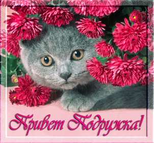 Открытки привет! Открытка приветствие, привет, приветик, красивое приветствие. Открытка картинка открытки картинки привет, приветик, тебе приветик, открытка картинка приветствие, яркое приветствие, картинка открытка с надписью привет скачать бесплатно