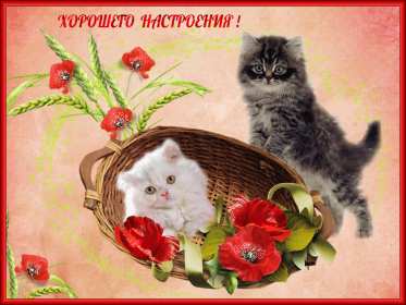 Открытки хорошего настроения Открытка с пожеланиями хорошего настроения, отличного настроения Открытка картинка открытки картинки хорошего настроения, прекрасного настроения, пожелания прекрасного настроения открытка, картинка хорошего настроения скачать бесплатно