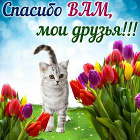 Открытки спасибо Открытки картинки спасибо, с надписью спасибо, благодарю, большое спасибо Открытка картинка открытки картинки спасибо, большое спасибо, с надписью спасибо, открытка картинка спасибо, спасибки, вырожение благодарности открытки спасибо скачать