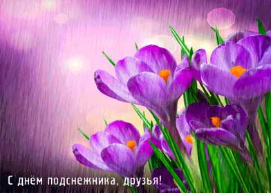 Открытки с днём подснежника Открытка картинка весенний праздник день подснежника, поздравления Открытка открытки картинка картинки день подснежника, поздравления с днём подснежника, весенний цветок подснежник, день подснежника, открытка картинка на день подснежника