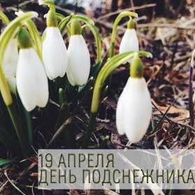 Открытки с днём подснежника Открытка с днём подснежника, весенний праздник день подснежника Открытка картинка открытки картинки на день подснежника, с днём подснежника, весенний праздник день подснежника, открытка картинка с поздравлениями на день подснежника