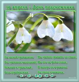 Открытки с днём подснежника Открытка с днём подснежника, весенний праздник день подснежника Открытка картинка открытки картинки на день подснежника, с днём подснежника, весенний праздник день подснежника, открытка картинка с поздравлениями на день подснежника