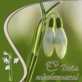 Открытки с днём подснежника Открытка с днём подснежника, весенний праздник день подснежника Открытка картинка открытки картинки на день подснежника, с днём подснежника, весенний праздник день подснежника, открытка картинка с поздравлениями на день подснежника