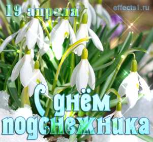 Открытки с днём подснежника Открытка с днём подснежника, весенний праздник день подснежника Открытка картинка открытки картинки на день подснежника, с днём подснежника, весенний праздник день подснежника, открытка картинка с поздравлениями на день подснежника