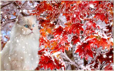 Открытка! Открытка с первым снегом, первый снег, поздравления с первым снегом