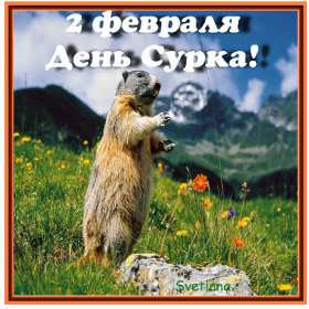 Открытка! Открытка с днём сурка, поздравления на день сурка 2 февраля