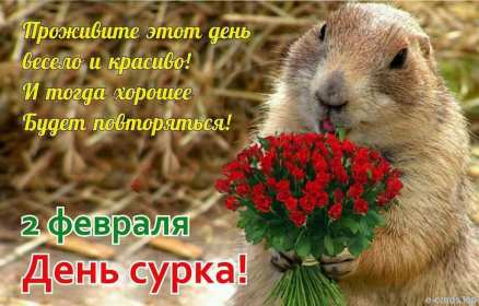 Открытки день сурка Открытка с днём сурка, поздравления на день сурка 2 февраля . Открытки картинки день сурка, с днём сурка, 2 февраля день сурка, поздравления на день сурка, открытка картинка день сурка, с днём сурка 2 февраля скачать бесплатно