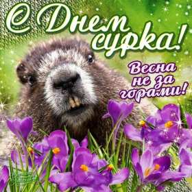 Открытки день сурка Открытка с днём сурка, поздравления на день сурка 2 февраля . Открытки картинки день сурка, с днём сурка, 2 февраля день сурка, поздравления на день сурка, открытка картинка день сурка, с днём сурка 2 февраля скачать бесплатно