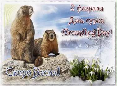 Открытки день сурка Открытка с днём сурка, поздравления на день сурка 2 февраля . Открытки картинки день сурка, с днём сурка, 2 февраля день сурка, поздравления на день сурка, открытка картинка день сурка, с днём сурка 2 февраля скачать бесплатно
