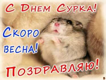 Открытки день сурка Открытка с днём сурка, поздравления на день сурка 2 февраля . Открытки картинки день сурка, с днём сурка, 2 февраля день сурка, поздравления на день сурка, открытка картинка день сурка, с днём сурка 2 февраля скачать бесплатно
