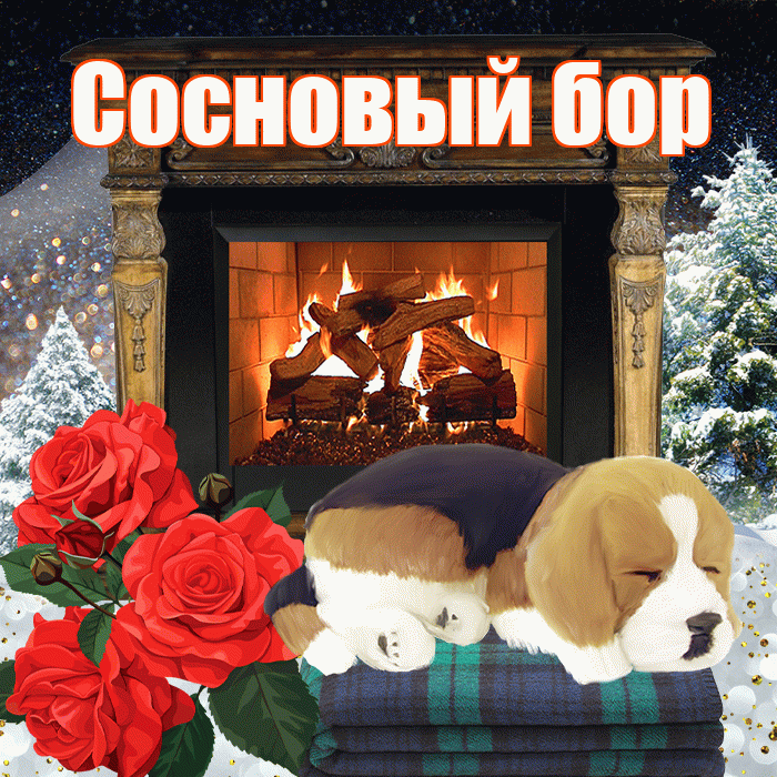 Сосновый бор! Доброго зимнего вечера! Красивая открытка !