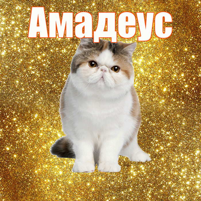 Амадеус! Доброе утро! Красивая открытка Амадеусу!