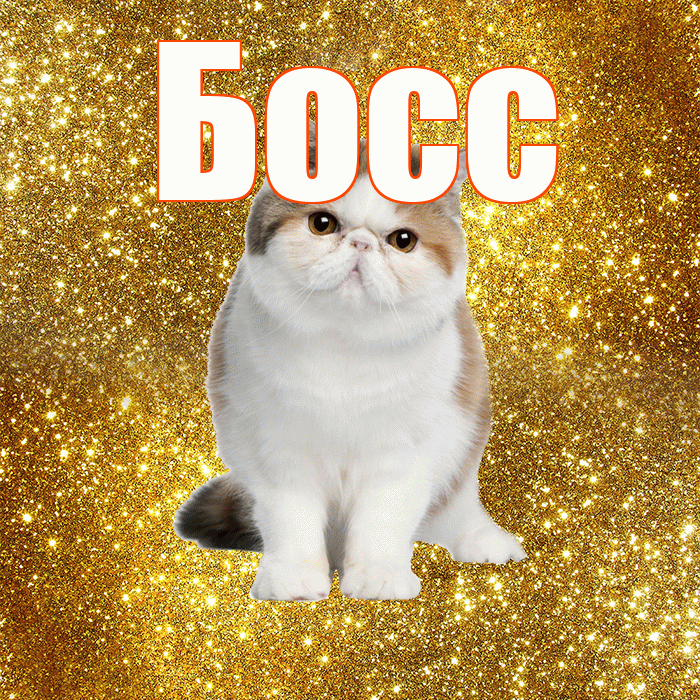 Босс! Доброе утро! Красивая открытка Боссу!