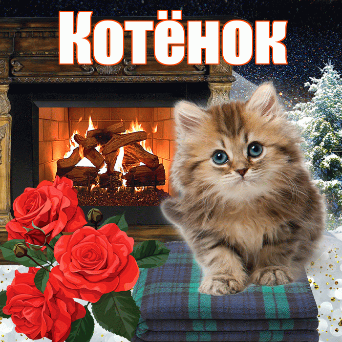 Котёнок! Добрый зимний вечер! Красивая открытка !