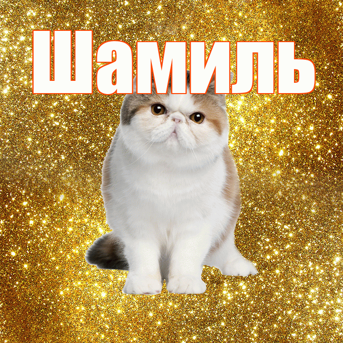 Шамиль! Желаю хорошего дня! Красивая открытка Шамилю!