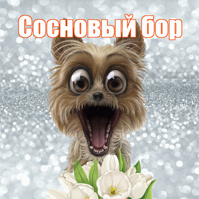 Сосновый бор! Красивого тебе утра! Красивая открытка !