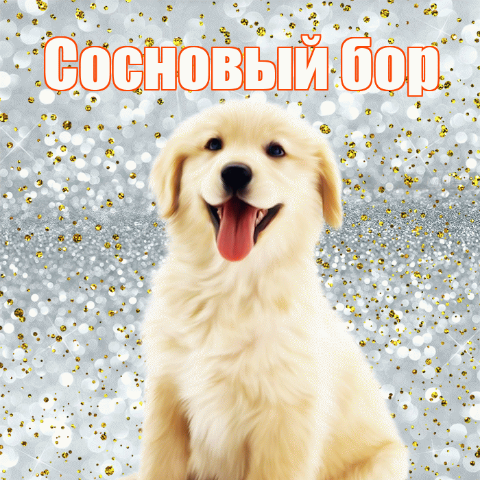 Сосновый бор! Не грусти! Красивая открытка !