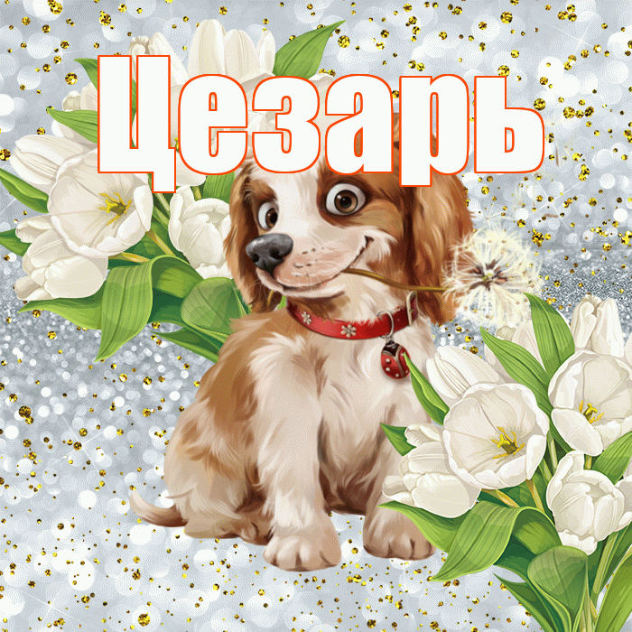 Цезарь! Не грусти! Красивая открытка Цезарю!