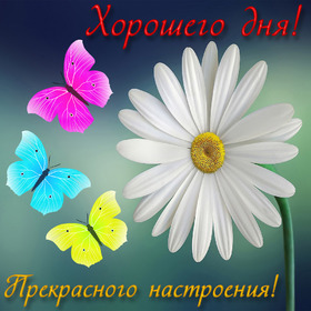 Новая открытка! Добрый день! Всем счастья, любви, радости и добра! Классная открытка с пожеланием хорошего дня! Я искренне и от всей души желаю тебе счастья —...
