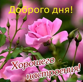 Новая открытка! От всей души пожелание прекрасного дня, открытка доброго дня! Искренне желаю тебе благополучия! Пусть твои благие...