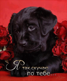 Новая открытка! Плохо без тебя! Скучаю! Я Тебя люблю! Красивая открытка с признанем в чувствах! Солнышко мое, я так по тебе скучаю, думаю о тебе постоянно...