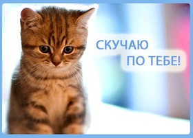 Открытка про любовь! Скучаю без Тебя! Признание в своих чувствах! Я Тебя люблю! Открытка! Моя самая любимая женщина на этой земле! Сильно скучаю по...
