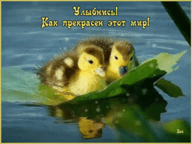 Открытка! Улыбнись! Открытка с улыбкой! Желаю, чтобы каждая клетка твоего организма работала на...