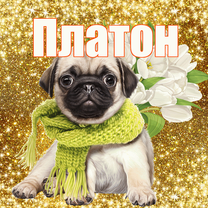 Платон! С 8 марта! Красивая открытка Платону!