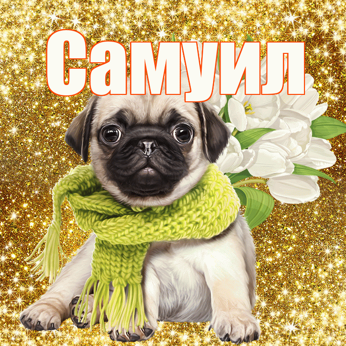 Самуил! С днём учителя! Красивая открытка Самуилу!