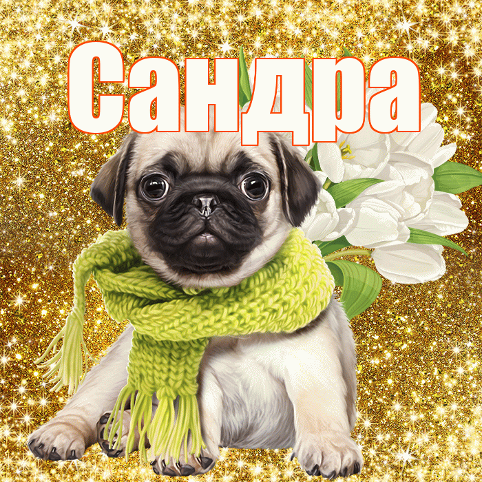 Сандра! С днём учителя! Красивая открытка Сандре!