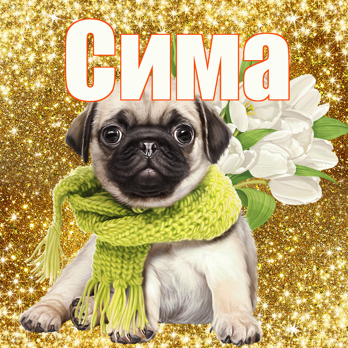 Сима! С днём учителя! Красивая открытка Симе!