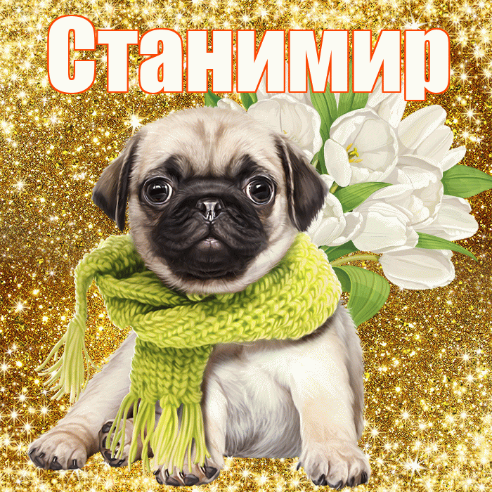 Станимир! С днём учителя! Красивая открытка Станимиру!