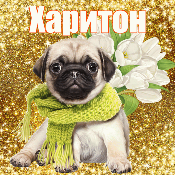 Харитон! С днём учителя! Красивая открытка Харитону!