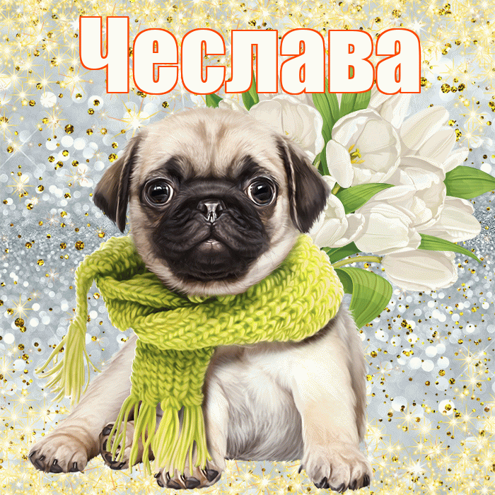 Чеслава! С днём учителя! Красивая открытка Чеславовне!
