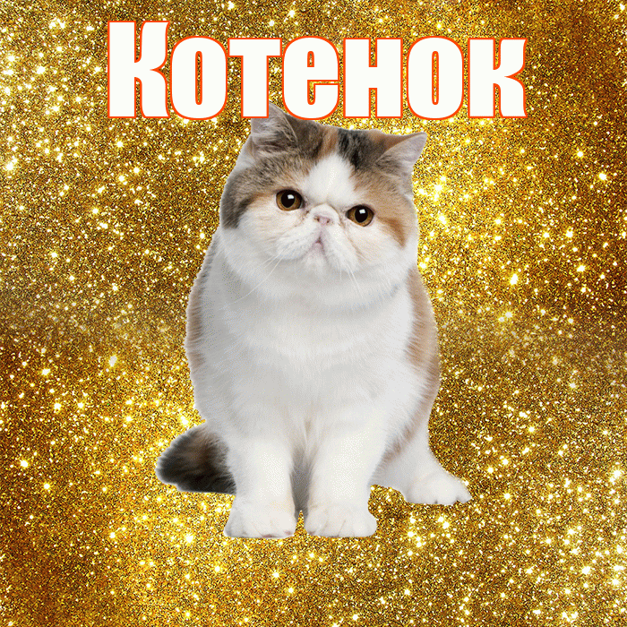 Котенок! С добрым утром! Красивая открытка Котенку!