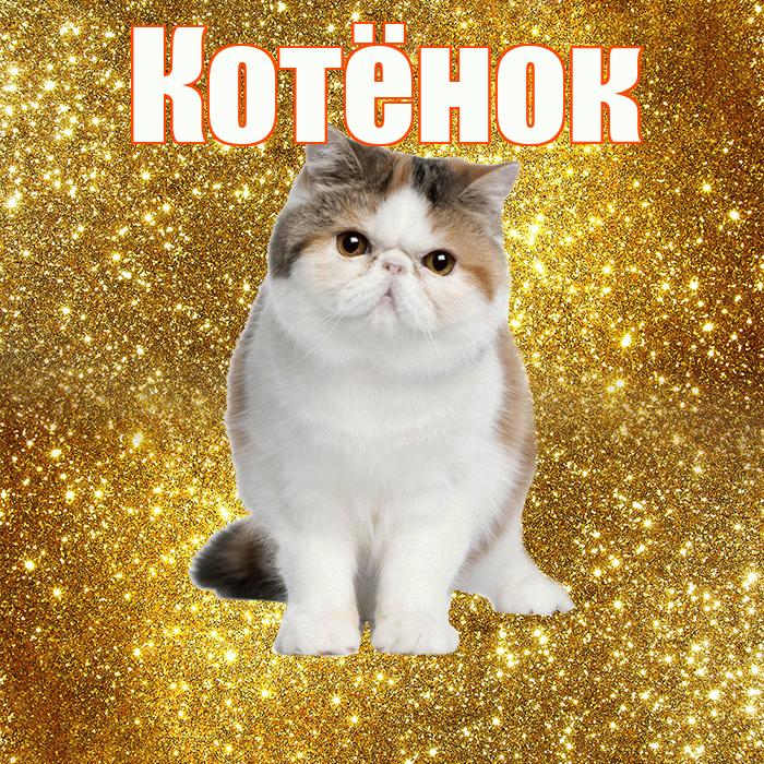 Котёнок! С добрым утром! Красивая открытка !