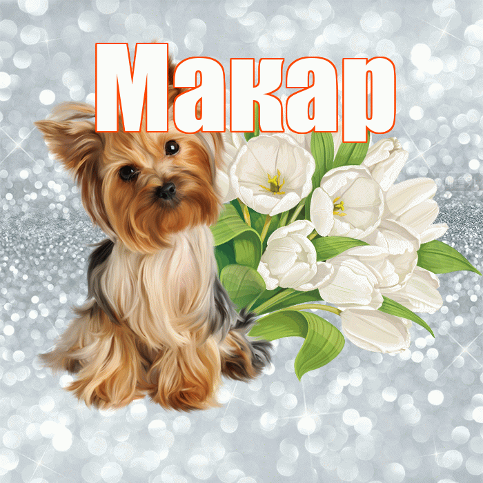 Макар! С добрым утром! Красивая открытка Макару!