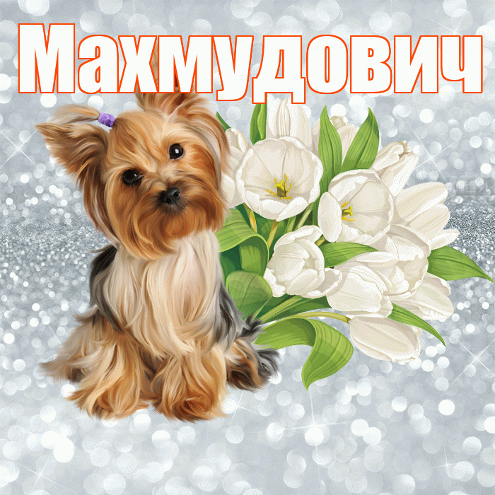 Махмудович! С добрым утром! Красивая открытка Махмудовичу!
