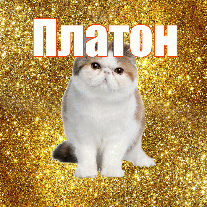Платон! С добрым утром! Красивая открытка Платону!